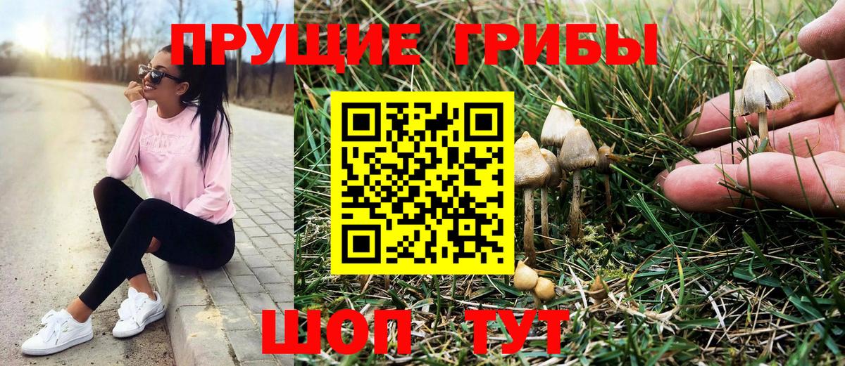 Псилоцибиновые грибы Cubensis Городец